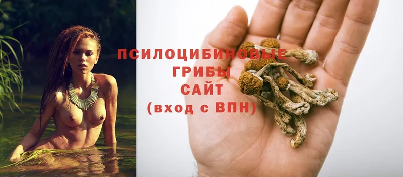 купить закладку  Сертолово  OMG сайт  Псилоцибиновые грибы Magic Shrooms 